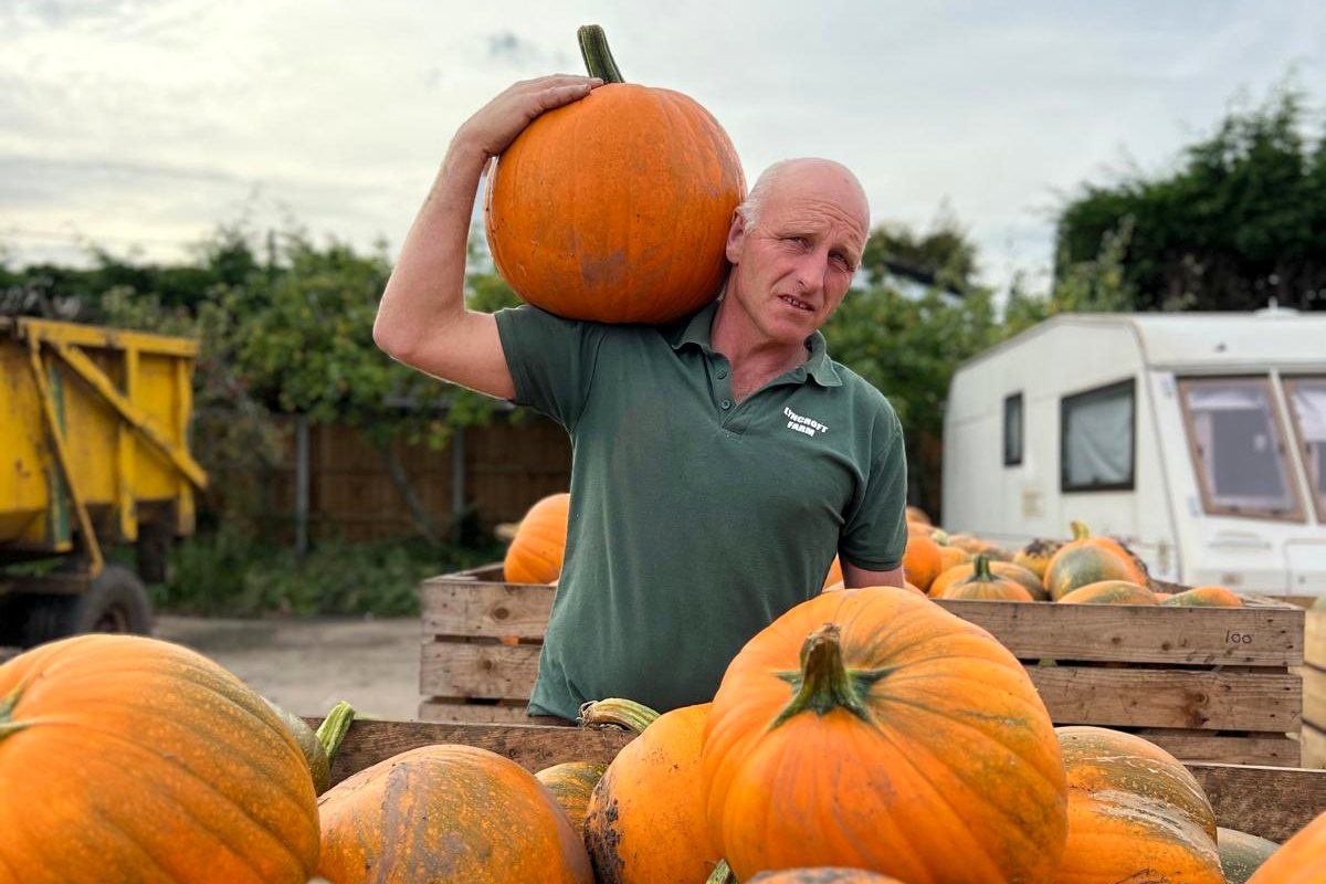 Duncan Gielty carrying a pumpkin on his shoulder beside crates of freshly harvested pumpkins at Lyncroft Farm