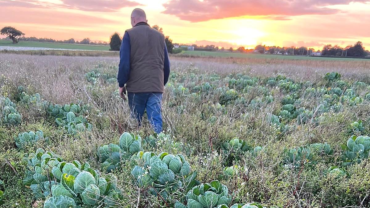 Duncan walking through the brassica field at sunset