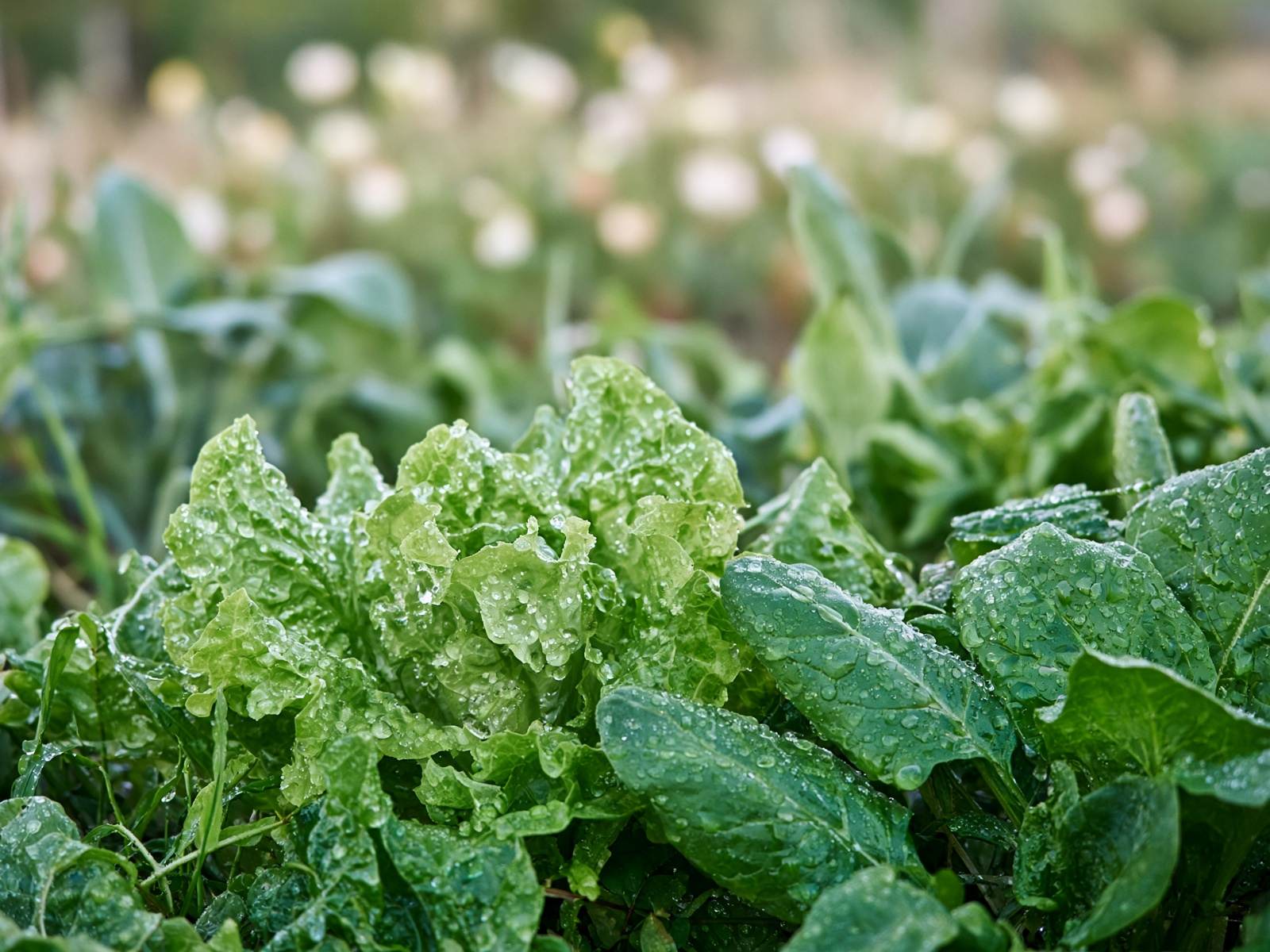 Dew on organic lettuce leaves in the field