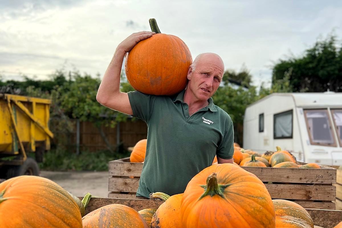 Duncan carrying a pumpkin past crates of pumpkins on the farm