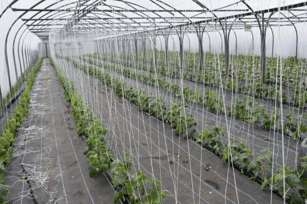 organic farm for veg delivery (poly tunnel)